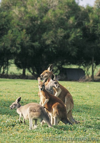 Ķenguru ģimene Dienvidaustrālijā 
Foto: SATC 49397