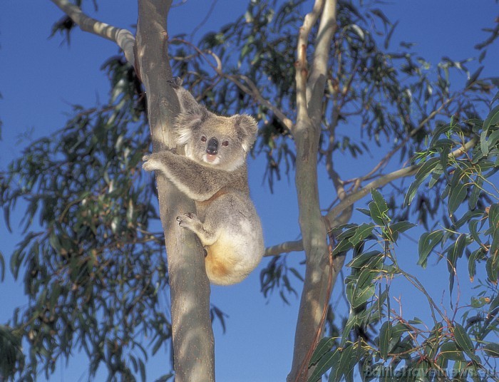Tūristiem ļoti patīk koalas, kas Austrālijā mīt savvaļā. Tie pārtiek galvenokārt no eikaliptu lapām
Foto: SATC 49399