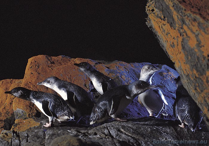 Dienvidaustrālijā mīt pasaulē mazākie pingvīni - to augums var sasniegt 43 cm. Mazie pingvīni mīt arī Jaunzēlandē un, iespējams, Čīlē 
Foto: SATC 49403