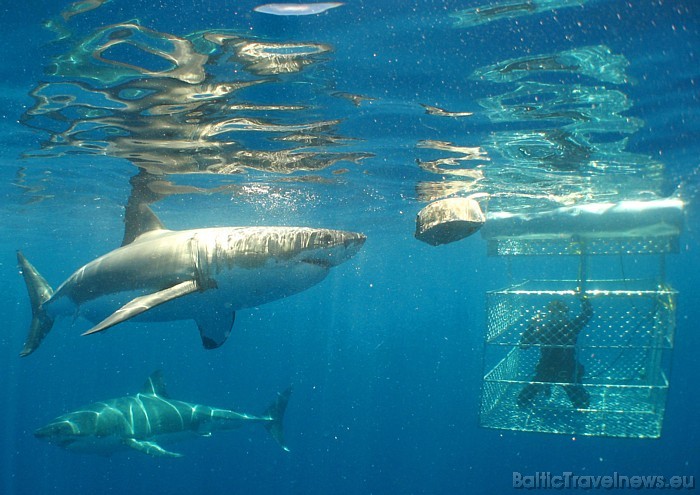 Īpaši drosmīgie dodas nirt kopā ar haizivīm
Foto: SATC 49408
