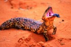 Daudzi ceļotāji dodas uz Austrāliju tās plašās, daudzveidīgās un unikālās dzīvnieku pasaules dēļ
Foto: SATC 1