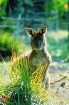 Protams, Austrālijas dzīvnieku pasaules vizītkarte ir veiklie somaiņi - ķenguri
Foto: SATC 4