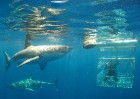 Īpaši drosmīgie dodas nirt kopā ar haizivīm
Foto: SATC 16