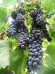 Moldāvijas vīnogu raža 25