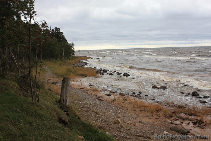 Gan šeit, gan citviet Latvijā sastopami augi, kas pielāgojušies viļņu un vēja ietekmei un iesāļajai augsnei 50485