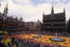 Viens no populārākajiem pasākumiem Briselē ir ikgadējais puķu paklāja festivāls - ziedu paklāja radīšanai tiek izmantotas tūkstošiem begoniju
Foto: C 7