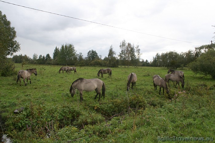 Dabas parkā taurgovis un savvaļas zirgi kopīgi uzturas lielās grupās - katrs savās ganībās 51852