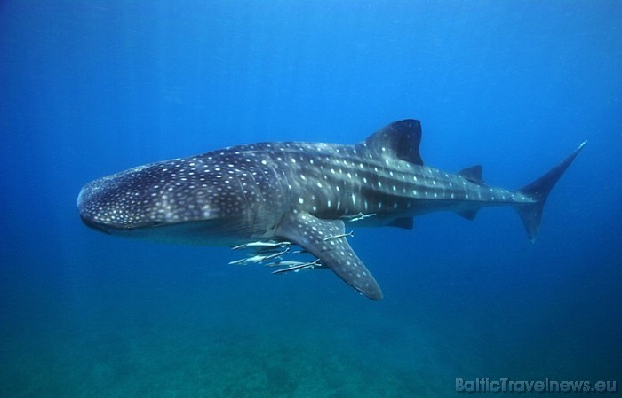 Filipīnas iecienītas tūristu vidū arī plašo ūdens tūrisma iespēju dēļ
Foto: The Department of Tourism, Philippines/www.tourism.gov.ph 53922