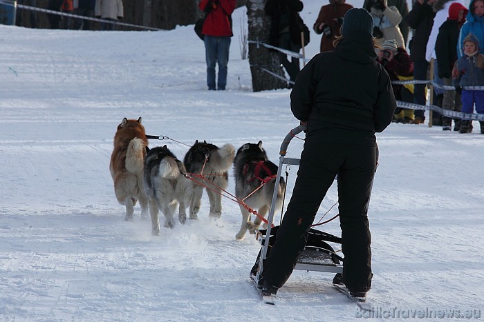 Vairāk informācijas par kamanu suņu sacensībām iespējams atrast interneta vietnē www.sleddog.lv
Foto: Juris Ķilkuts/www.fotoatelje.lv 54069