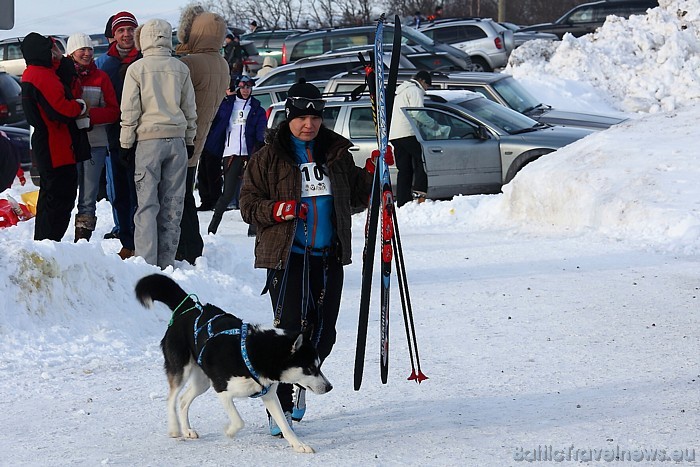 Kamanu suņi haskiji Latvijā top aizvien populārāki un iemīļotāki
Foto: Juris Ķilkuts/www.fotoatelje.lv 54070