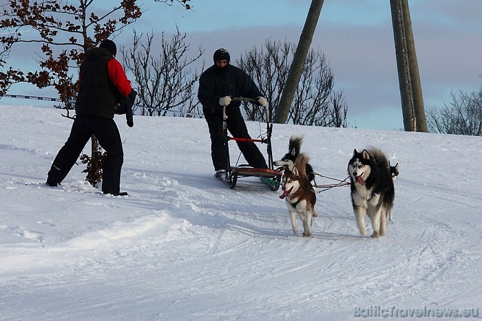 Valda uzskats, ka visiem haskijiem ir zilas acis, tomēr tā nav - sastopamas gan zilas, gan brūnas, gan pelēkas acis
Foto: Juris Ķilkuts/www.fotoatelj 54072