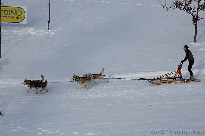 Informāciju par iespēju pavizināties haskiju kamanās iespējams atrast interneta vietnē www.husky.lv
Foto: Juris Ķilkuts/www.fotoatelje.lv 54076