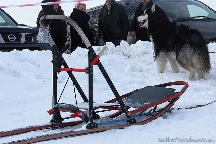 Latvijas ziemas čempionāts Kamparkalnā
Foto: Juris Ķilkuts/www.fotoatelje.lv 54079