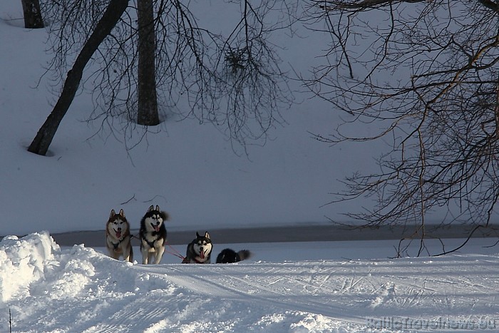 Latvijas ziemas čempionāts Kamparkalnā
Foto: Juris Ķilkuts/www.fotoatelje.lv 54080