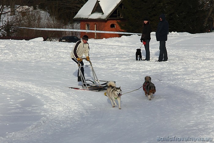 Latvijas ziemas čempionāts Kamparkalnā
Foto: Juris Ķilkuts/www.fotoatelje.lv 54083