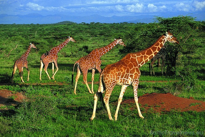 Kenija ir viena no tropiskās Āfrikas iecienītākajiem ceļotāju galamērķiem
Foto: Kenya Tourism Board 54153