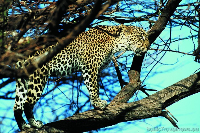 Īpaši iecienīti Kenijā ir safari - tieši tāpēc valstī atrodas vairāki nacionālie parki
Foto: Kenya Tourism Board 54160