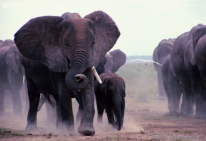 Kenijā ceļotāji patiešām var ieraudzīt cilvēku neskartu dabu
Foto: Kenya Tourism Board 54164