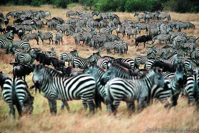 Lielajā dzīvnieku migrācijā katru gadu Masai Mara nacionālajā parkā var novērot, kā simtiem tūkstošu zebru un gnu šķērso Maras upi, lai savannā samekl 54165