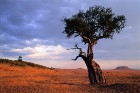 Lielāko daļu ceļotāju pārsteidz Kenijas dabas zonu dažādība - gan pludmales, gan savannas, gan kalni vienuviet
Foto: Kenya Tourism Board 7