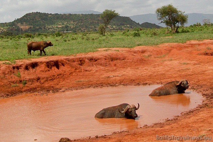 Daudzi tūristi uz Keniju dodas, lai dzīvē redzētu savvaļas dzīvniekus
Foto: Telegraf, Gaida Matisone 54306