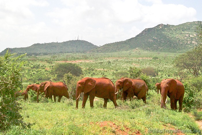 Kenijā kopā ir pieejami vairāk nekā 40 nacionālie parki, kas aizņem aptuveni 10% valsts teritorijas
Foto: Telegraf, Gaida Matisone 54307