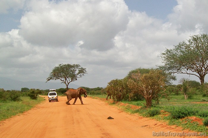 Vidēji došanās safari Kenijā maksā aptuveni 190 ASV dolāru dienā
Foto: Telegraf, Gaida Matisone 54311