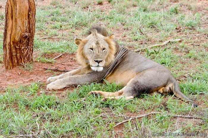 Tsavo nacionālais parks atrodas tieši pusceļā starp Nairobi un Mombasu. Tas ir lielākais nacionālais parks Kenijā
Foto: Telegraf, Gaida Matisone 54312