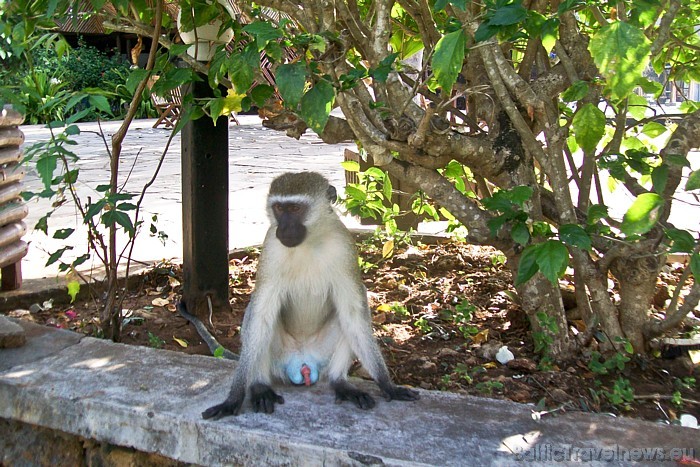 Runā, ka Kenijas pērtiķi ir salīdzinoši inteliģenti dzīvnieki
Foto: Telegraf, Gaida Matisone 54314