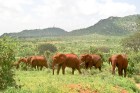 Kenijā kopā ir pieejami vairāk nekā 40 nacionālie parki, kas aizņem aptuveni 10% valsts teritorijas
Foto: Telegraf, Gaida Matisone 13