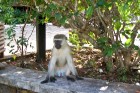 Runā, ka Kenijas pērtiķi ir salīdzinoši inteliģenti dzīvnieki
Foto: Telegraf, Gaida Matisone 19