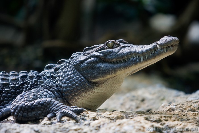 Zoodārzā apskatāms Filipīnu krokodils, kas ir viena no retākajām krokodilu šķirnēm pasaulē
Foto: Zoo Zürich, Enzo Franchini 54547