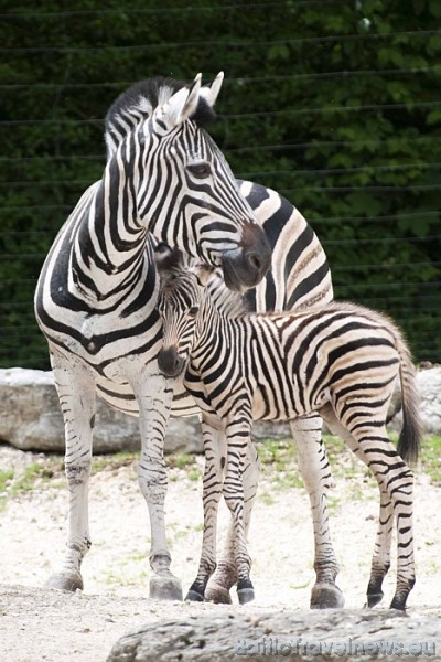 Zebras Cīrihes zoodārzā mitušas jau kopš 1936. gada. Kopš tā laika zoodārzā nomainījušās vairākas zebru paaudzes
Foto: Zoo Zürich, Karsten Blum 54548