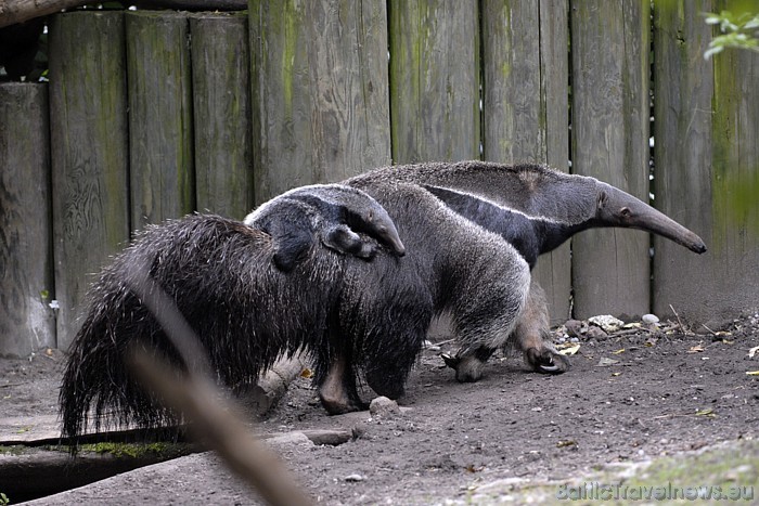 Zoodārzā bieži tiek rīkoti dažādi interesanti pasākumi, kas saistīti ar dzīvniekiem 
Foto: Zoo Zürich, Samuel Furrer 54549
