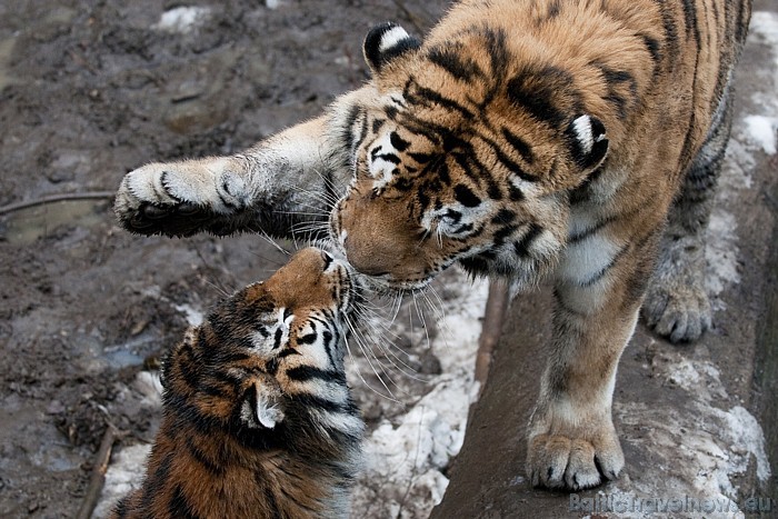 Vairāk informācijas par Cīrihes zooloģisko dārzu iespējams atrast interneta vietnē www.zoo.ch
Foto: Zoo Zürich, Karsten Blum 54556