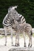 Zebras Cīrihes zoodārzā mitušas jau kopš 1936. gada. Kopš tā laika zoodārzā nomainījušās vairākas zebru paaudzes
Foto: Zoo Zürich, Karsten Blum 12