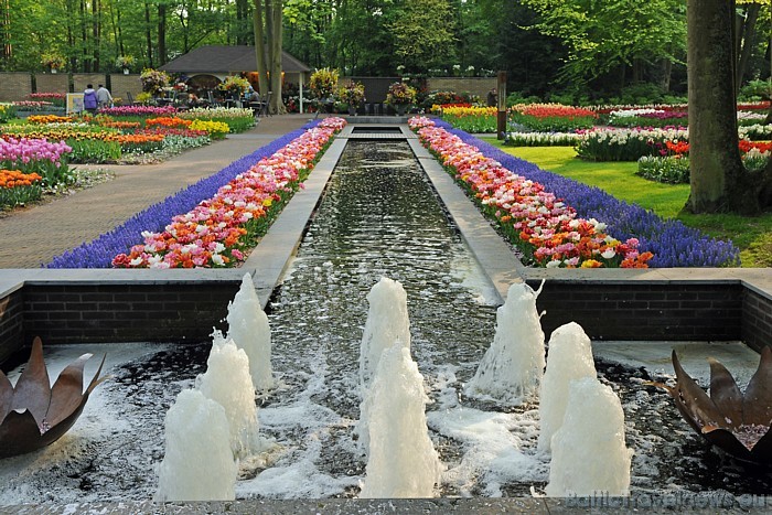 Viens no Keukenhof ziedu izstādi svarīgākajiem notikumiem - ziedu parāde - notiks 16.04.2011
Foto: PR Keukenhof 54889