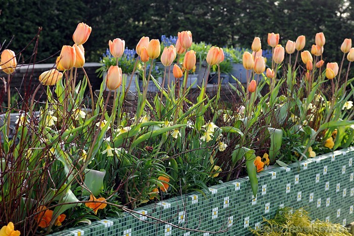 Pēdējos 60 gados Keukenhofu ir apmeklējuši 44 miljoni cilvēku
Foto: PR Keukenhof 54897