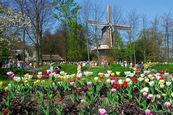 Parkā ar rokām iestādīti septiņi miljoni puķu sīpolu
Foto: PR Keukenhof 54899