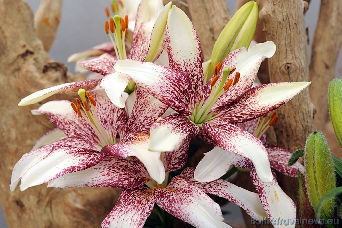 Keukenhof parkā būs apskatāma pasaulē lielākā liliju izstāde
Foto: PR Keukenhof 54903