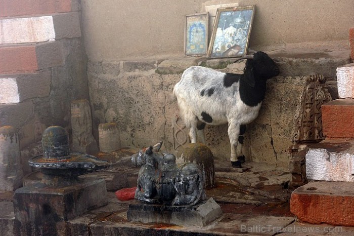 Hindu lūgšanu stūrītī Sv.govs un Lingam simboli. Foto: Guna Bērziņa 57002