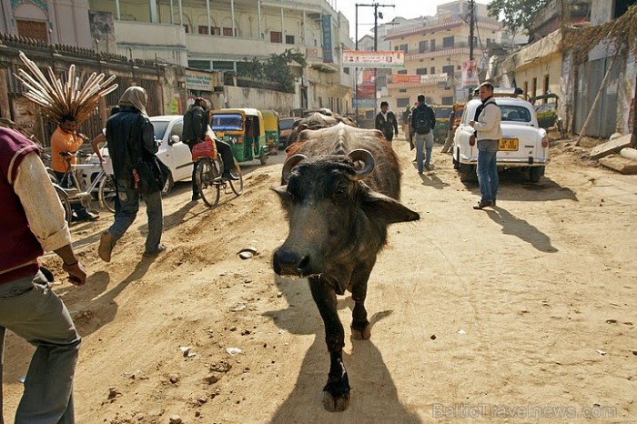 No govīm nav jābaidās - tās pārvietojas lēnīgi, tikai noskatīties cilvēku lielajā kņadā. Foto: Guna Bērziņa 57009