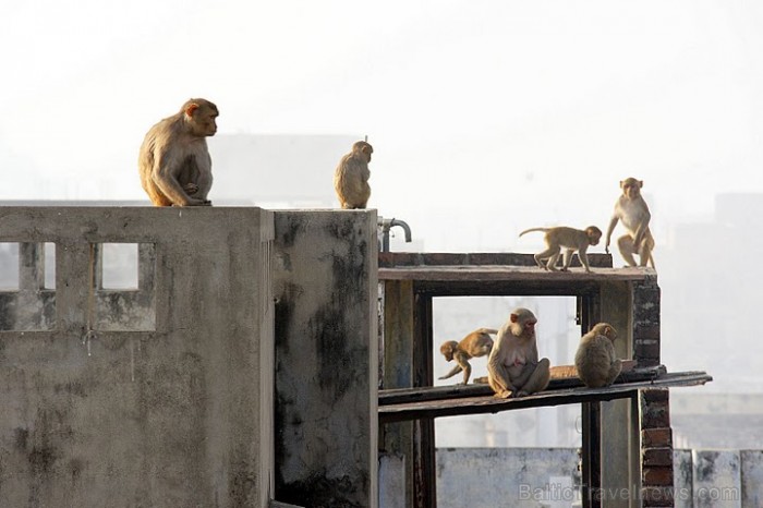 Mērkaķēni dzīvo pa lielpilsētu jumtiem. Tie ierodas apciemot māju tikai, kad cilvēku nav tuvumā- tomēr iebiedēti. Delī. Foto: Guna Bērziņa 57019