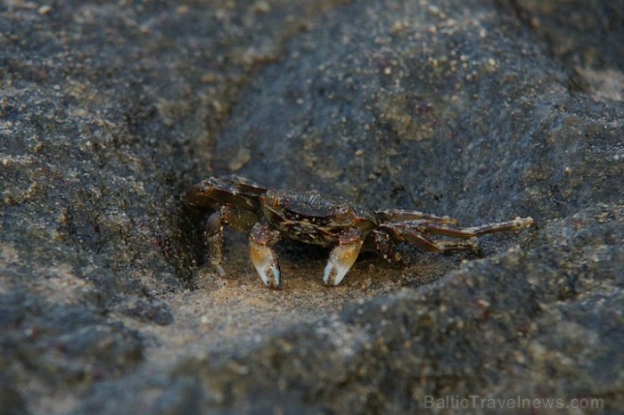Pludmales krabīši: smiltīs: mazītiņi tramīgi un smilškrāsas, granītakmeņos- lielāki drosmīgāki un akmenskrāsas. Foto: Guna Bērziņa 57021