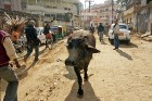 No govīm nav jābaidās - tās pārvietojas lēnīgi, tikai noskatīties cilvēku lielajā kņadā. Foto: Guna Bērziņa 32