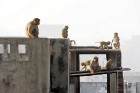 Mērkaķēni dzīvo pa lielpilsētu jumtiem. Tie ierodas apciemot māju tikai, kad cilvēku nav tuvumā- tomēr iebiedēti. Delī. Foto: Guna Bērziņa 42