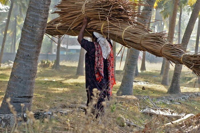 Piejūras dzīves ikdienas gaitās. Nokritušie kokospalmu zari ar lapām noder starpsienu pinumu veidošanā. Kerala
Foto: Guna Bērziņa 57078