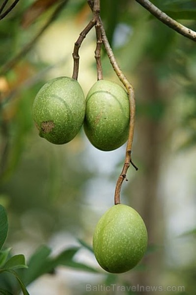 Avokado nokarājas pār krastu virs ūdens. Mango koki janvārī zied un augļus nesīs tikai pēc 3 mēnešiem. Kollam Backwaters. Foto: Guna Bērziņa 57203