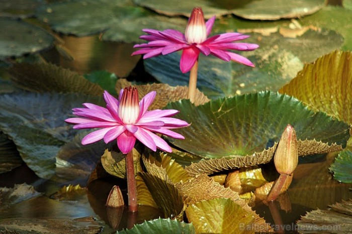 Lotosa ziedi – viens no vissvarīgākajiem Indijas kultūras un reliģiju simboliem dzīvā dabā ir nepārspējami cēli un skaisti. Foto: Guna Bērziņa 57207