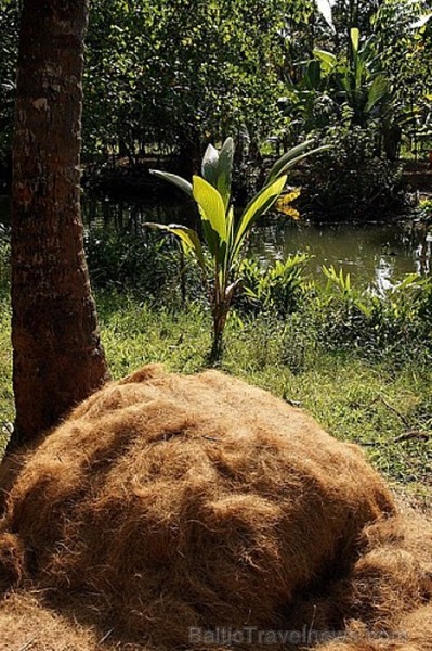 Savākta, saplucināta un izžāvēta, sagatavota virvju vīšanai kokosšķiedra. Backwaters, Kollam. Foto: Guna Bērziņa 57214